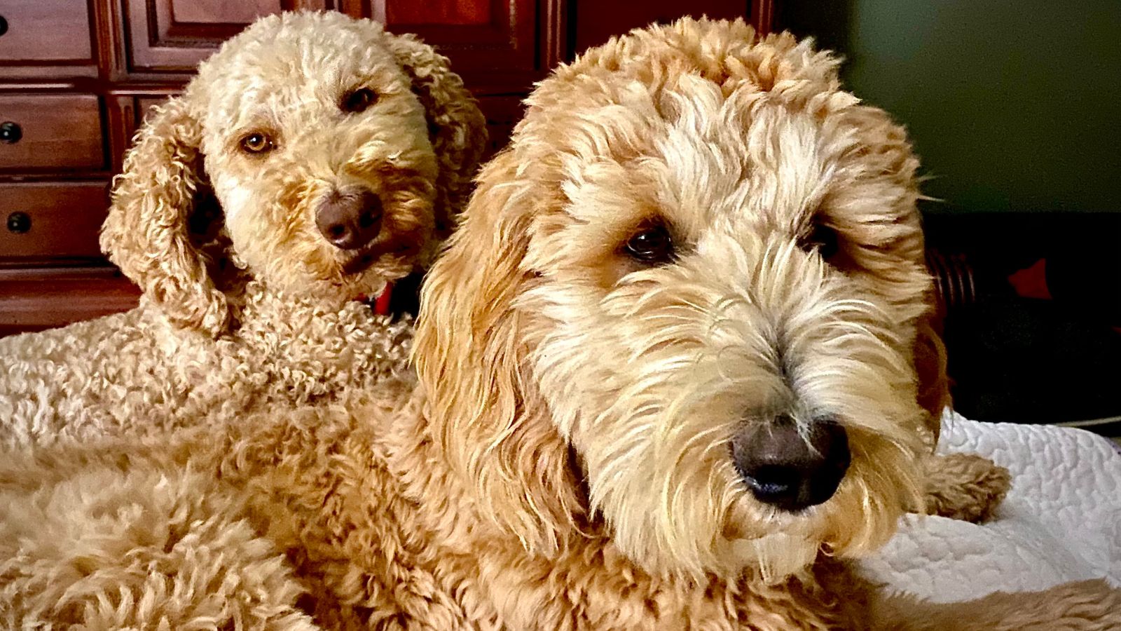 Two goldendoodles looking at the camera