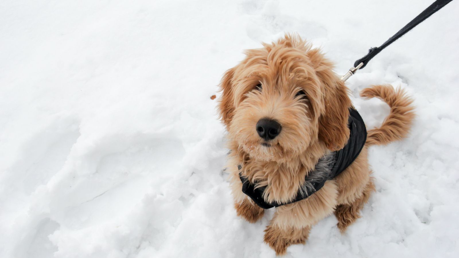 Goldendoodle on snowy days
