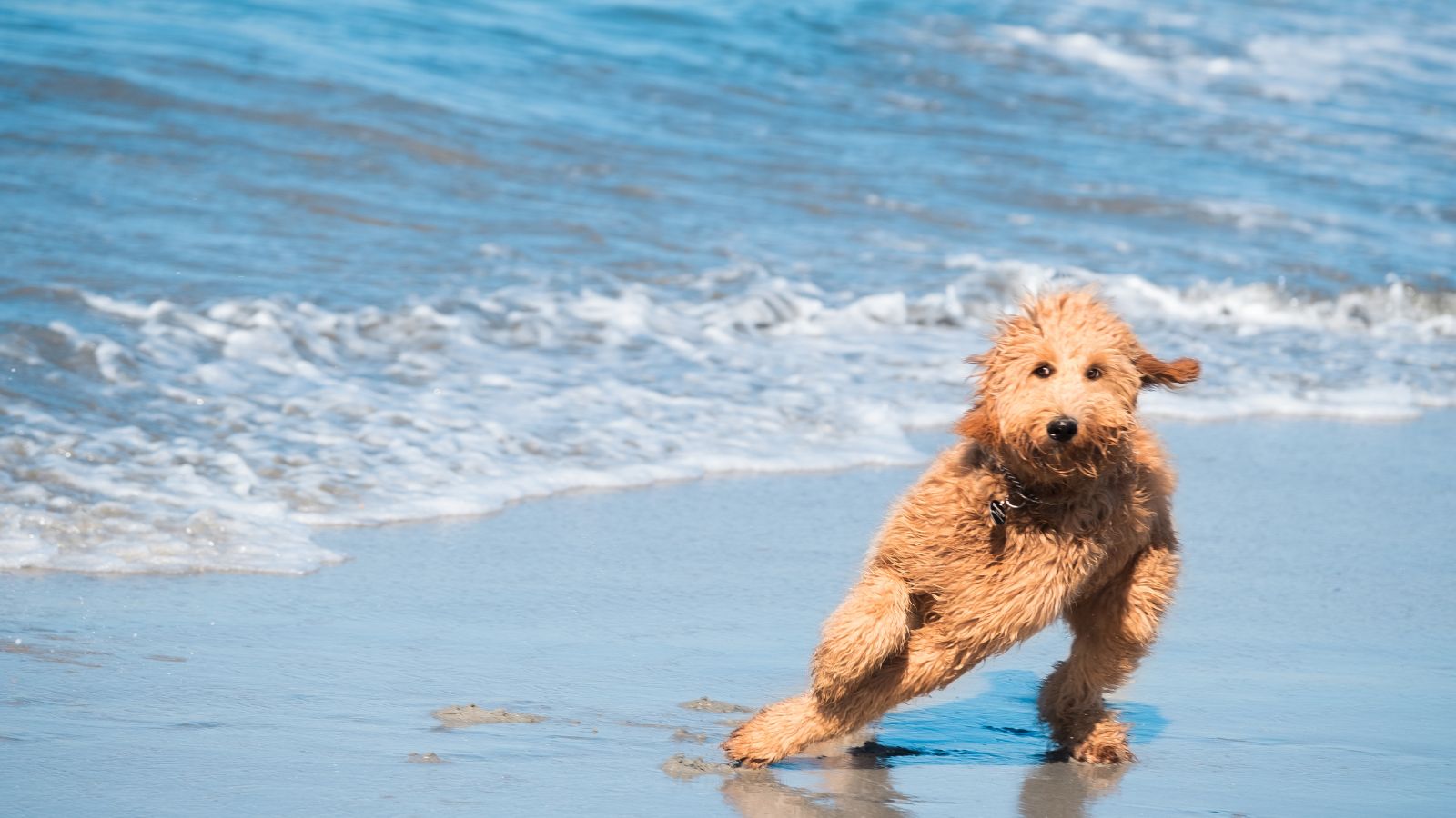 A goldendoodle afraid of the seawater