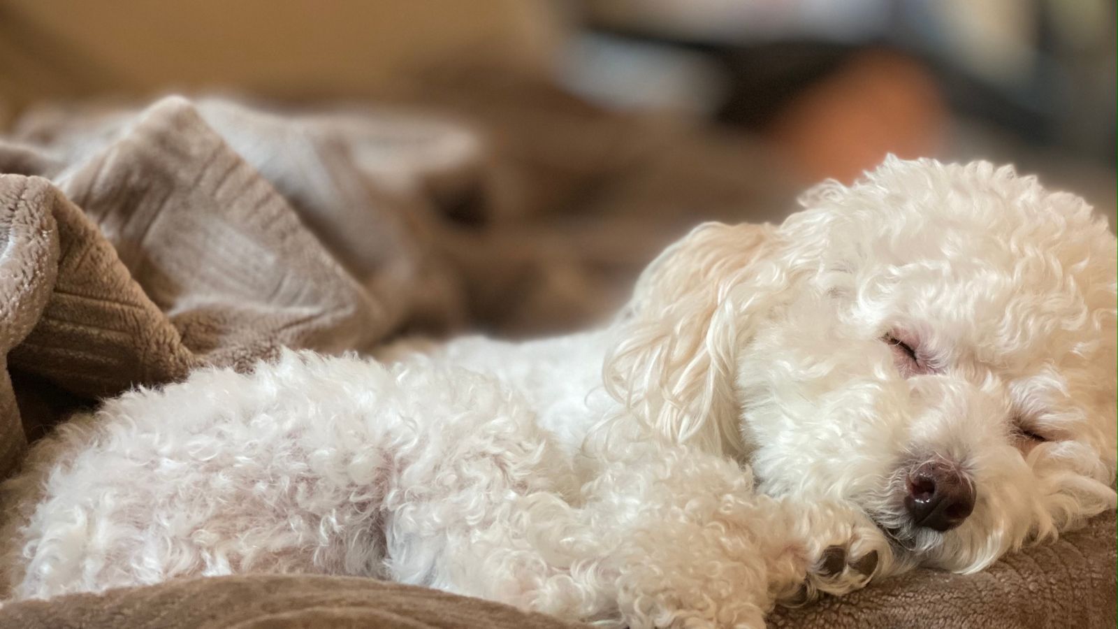 A maltipoo sleeping on the couch