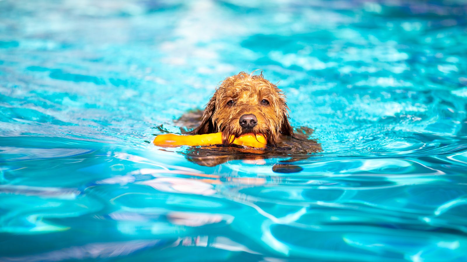 A mini golden doodle swimming in a pool