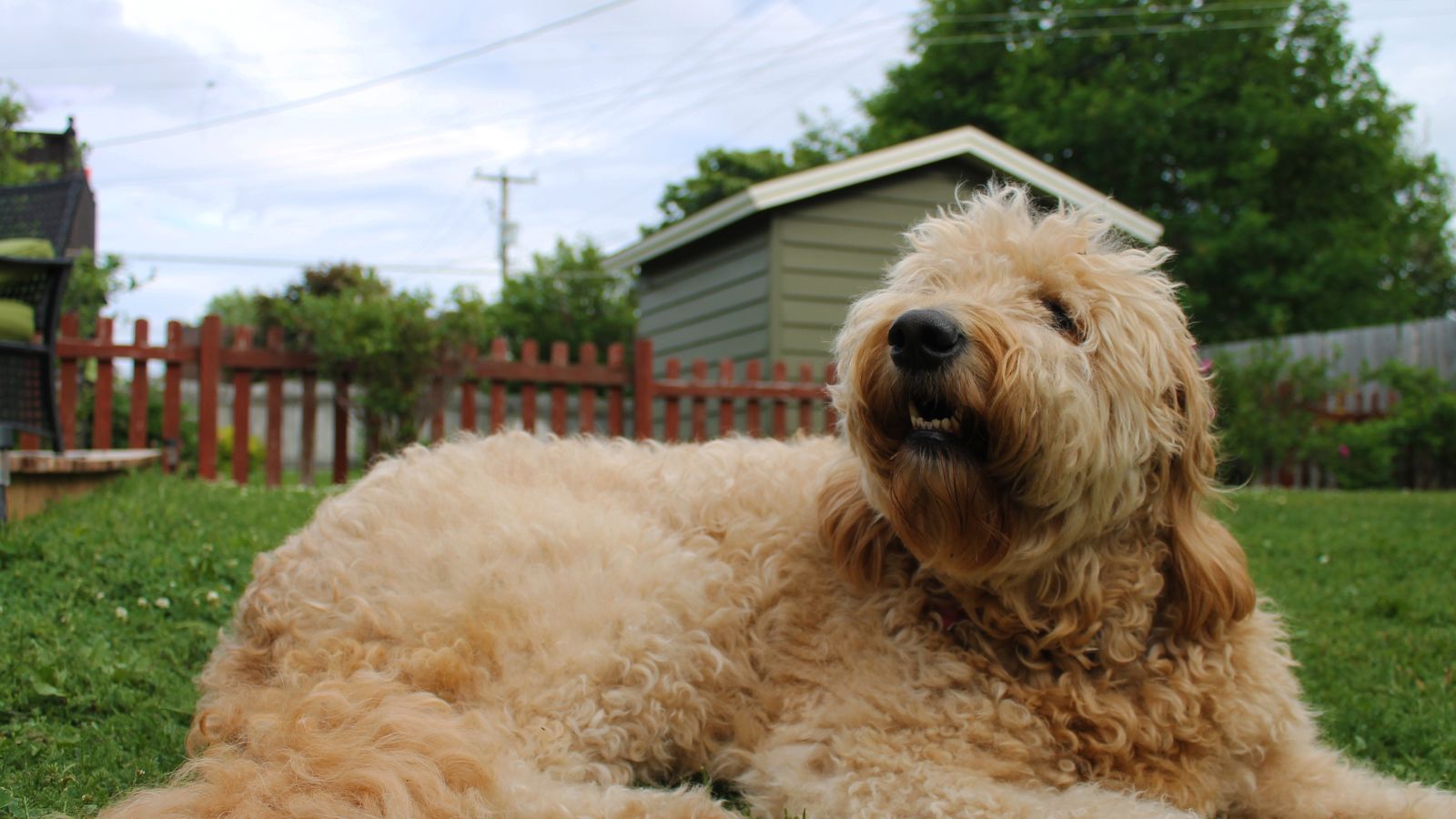 Goldendoodle on the backyard