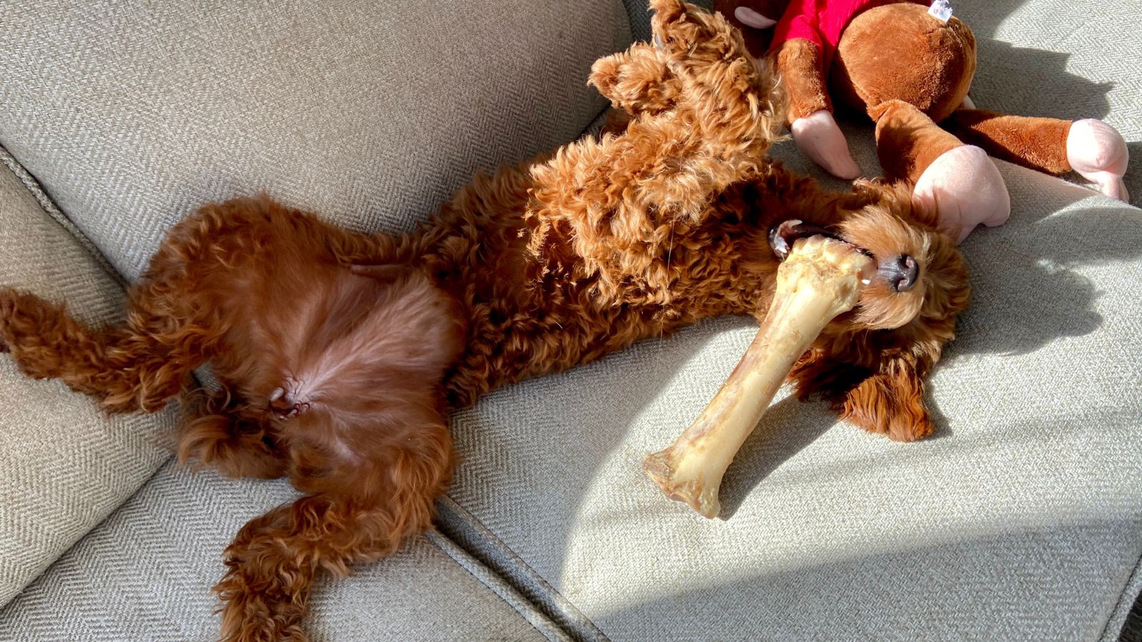 Goldendoodle playing with a bone
