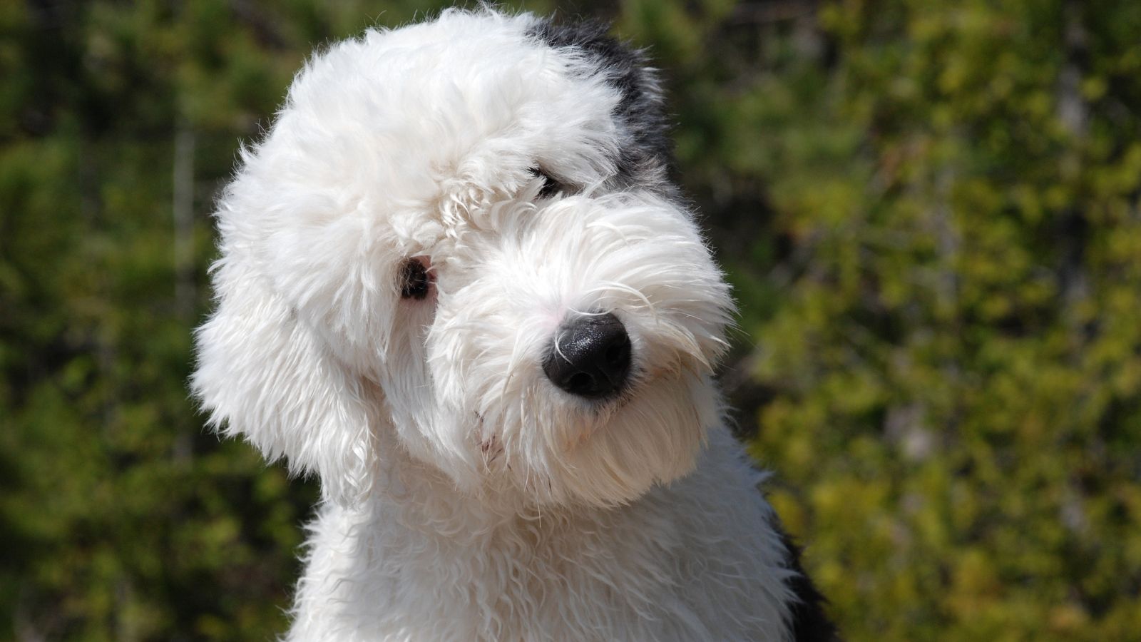 A Bernedoodle with a white and black color combination
