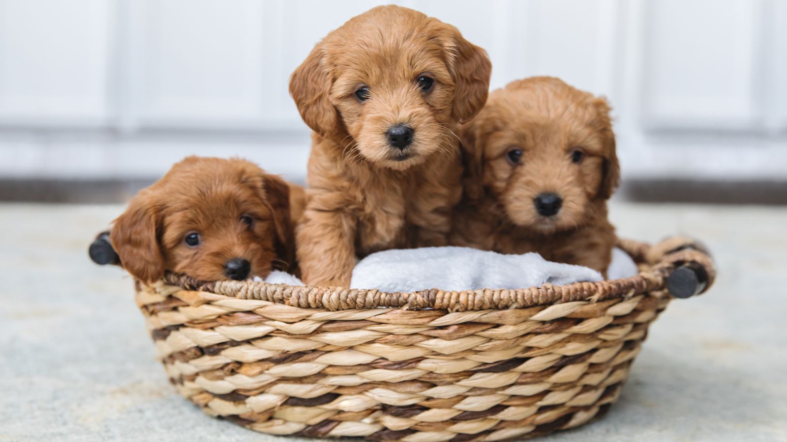Three Goldendoodle Puppies in a basket.