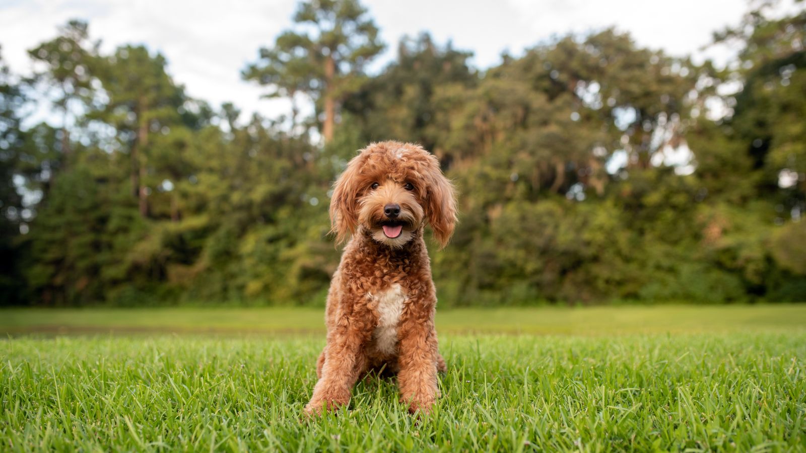 A happy goldendoodle in the park.