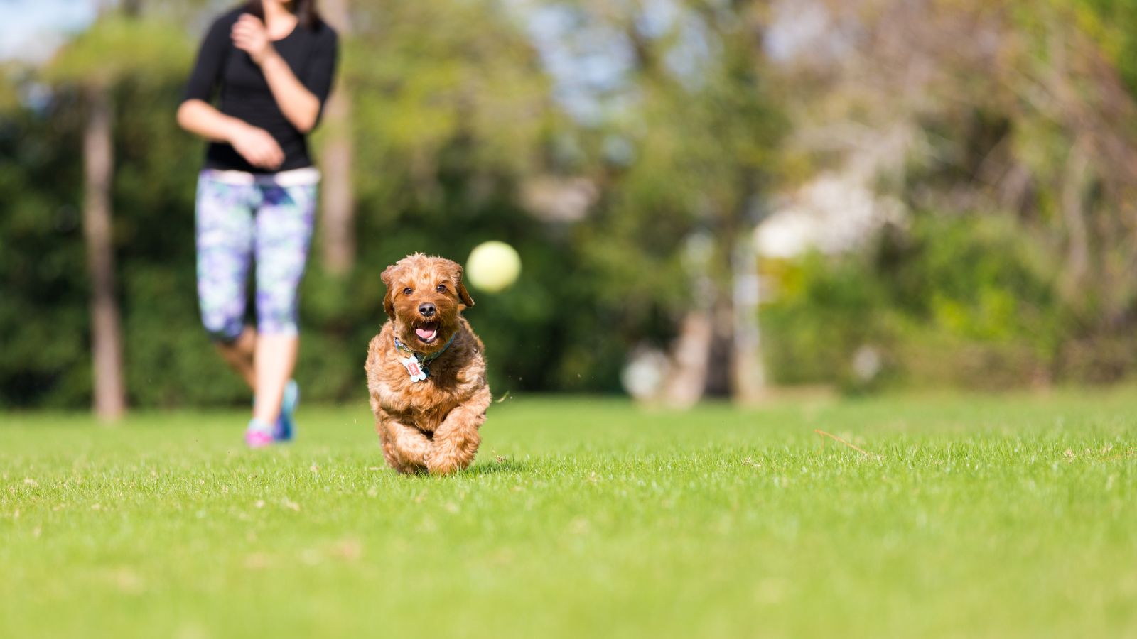 A goldendoodle chasing the ball on a field.