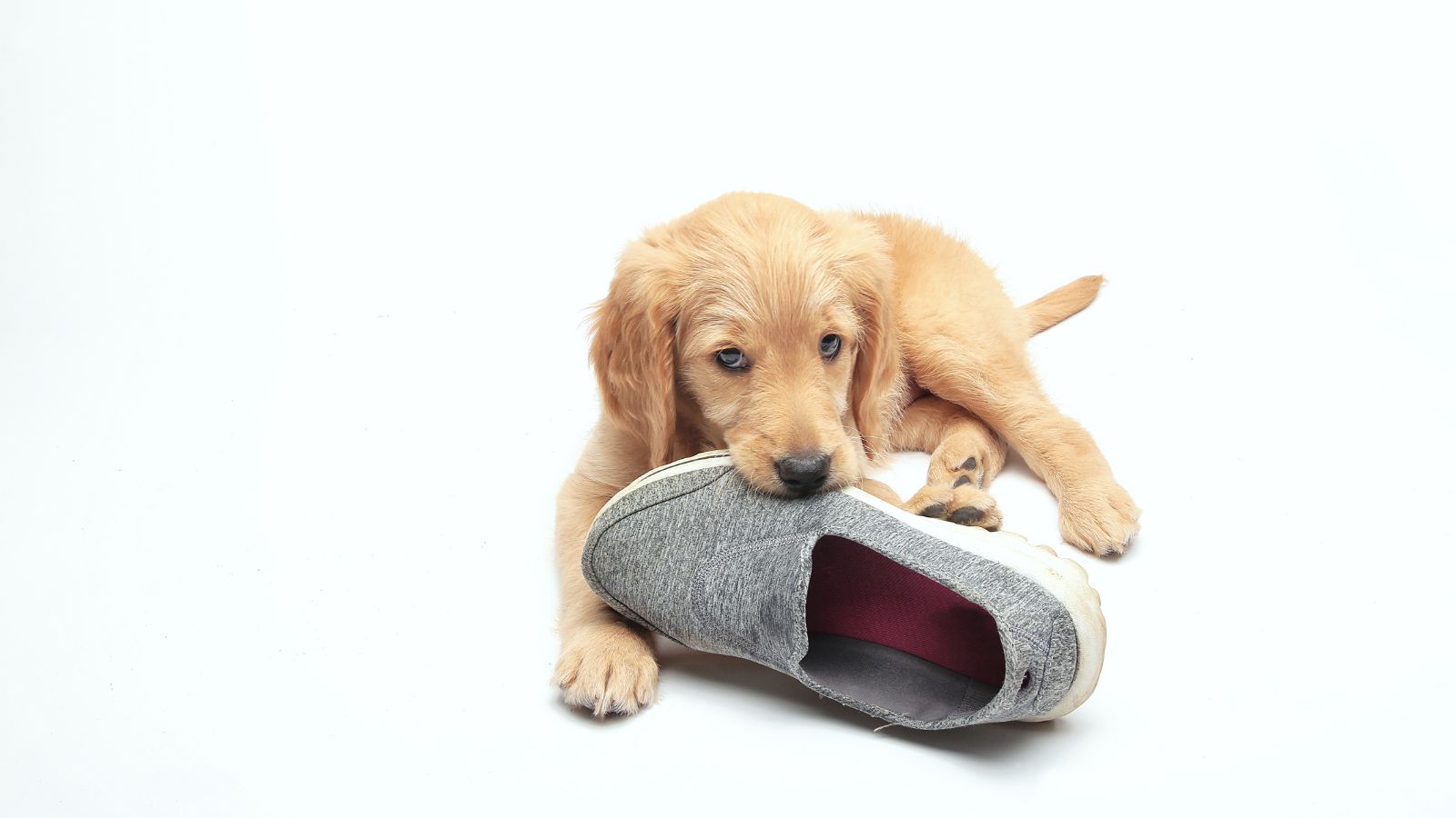 A curious goldendoodle playing with a shoe.