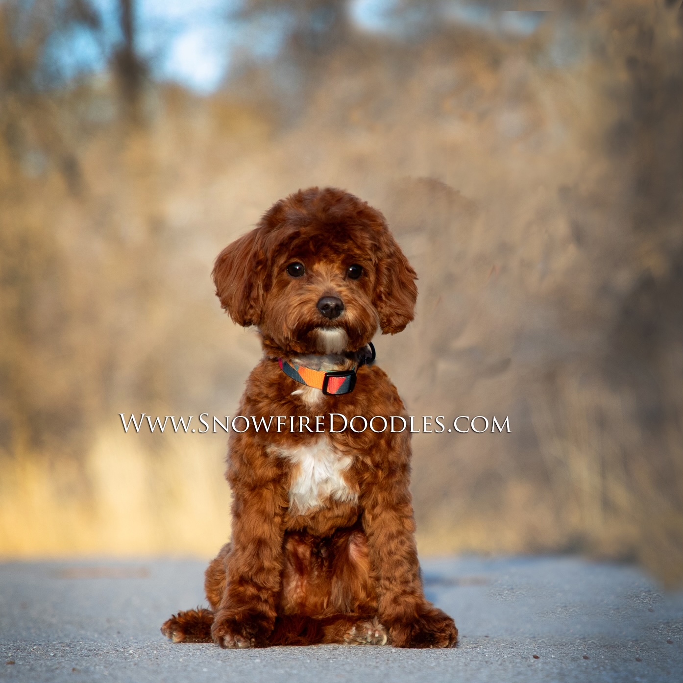 watson the non shed goldendoodle daddy