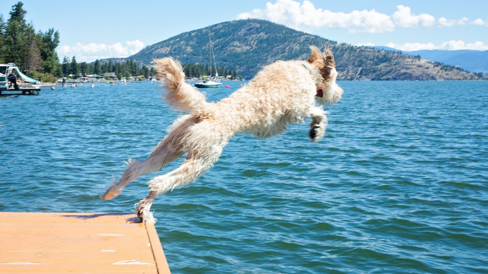 A Dog Jumping to the Water