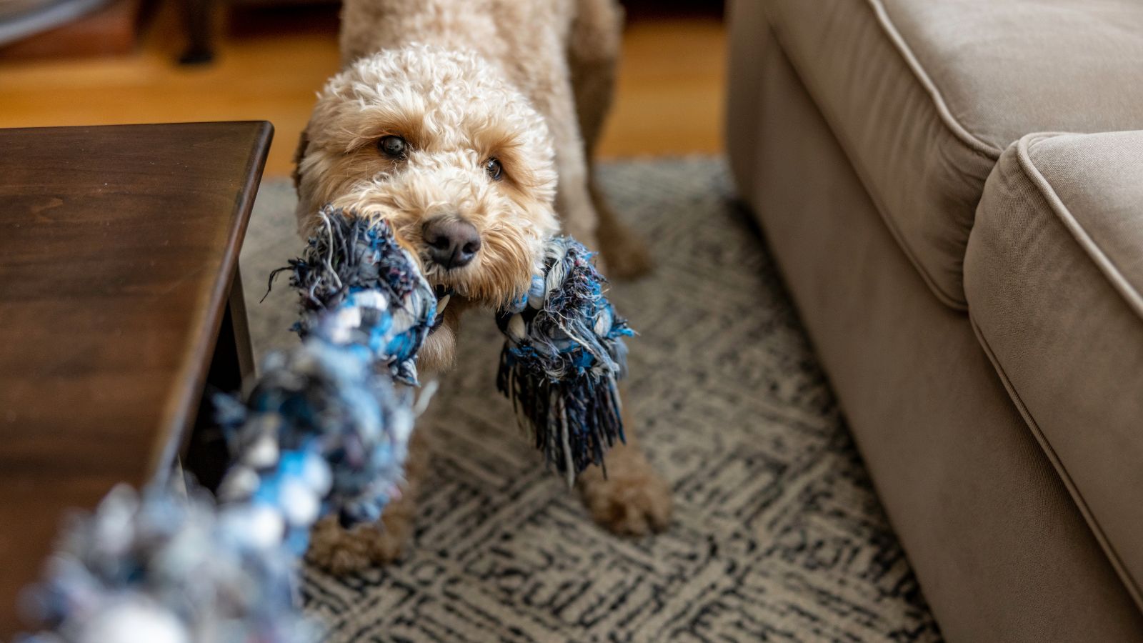 A Playful Micro Goldendoodle Biting a Rope