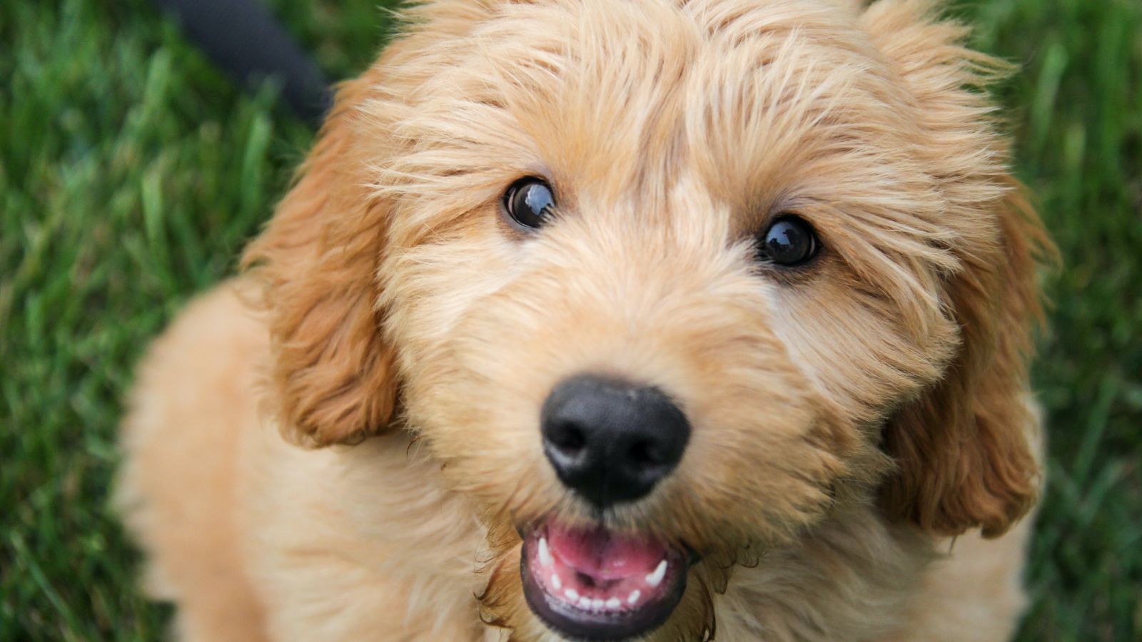 Cute Micro Goldendoodle Sitting