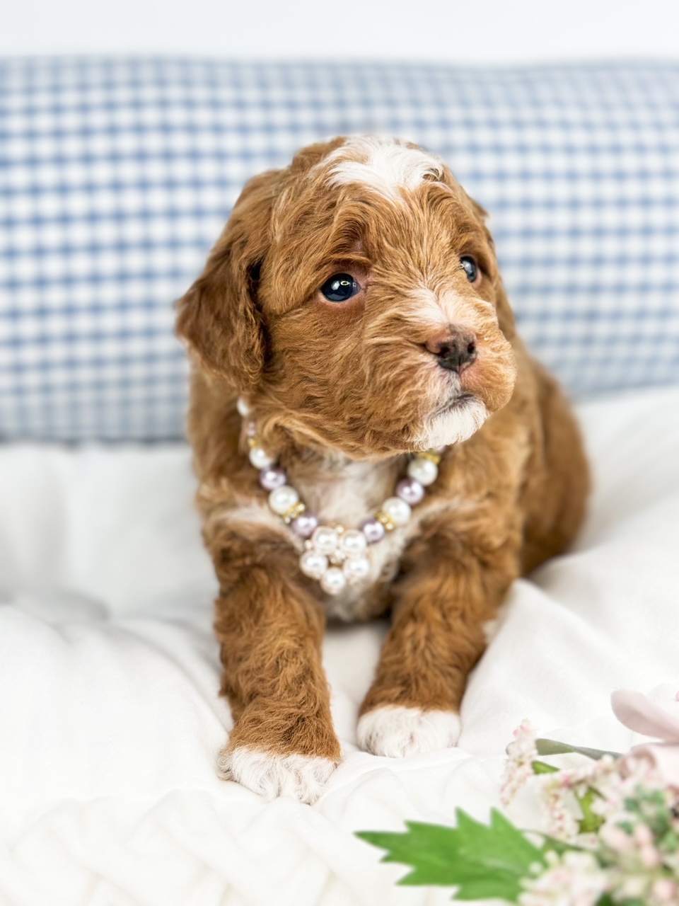 beautiful female cavadoodle with white markings