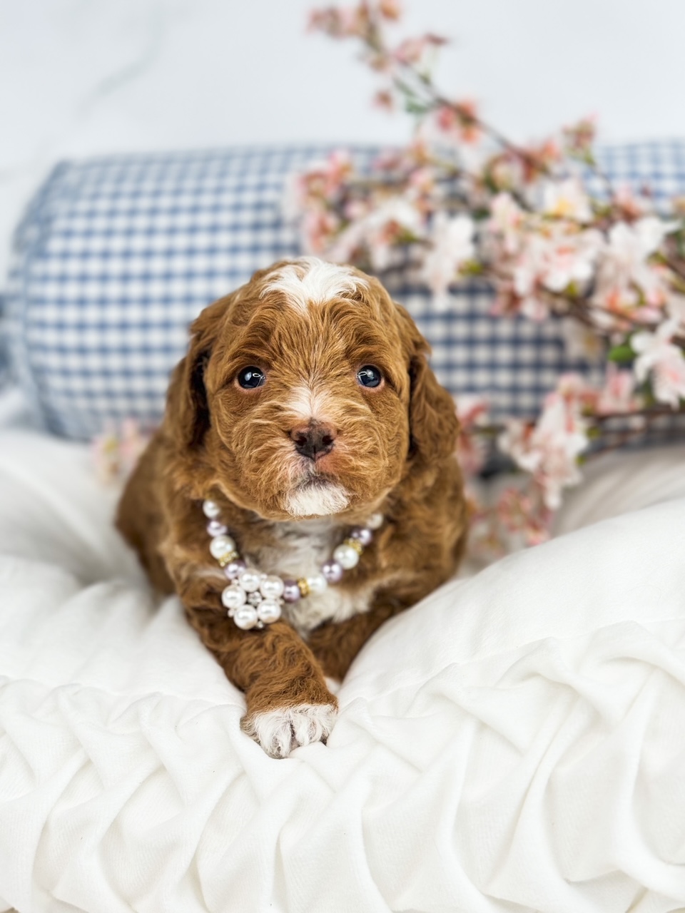 female cavadoodle with stunning white markings