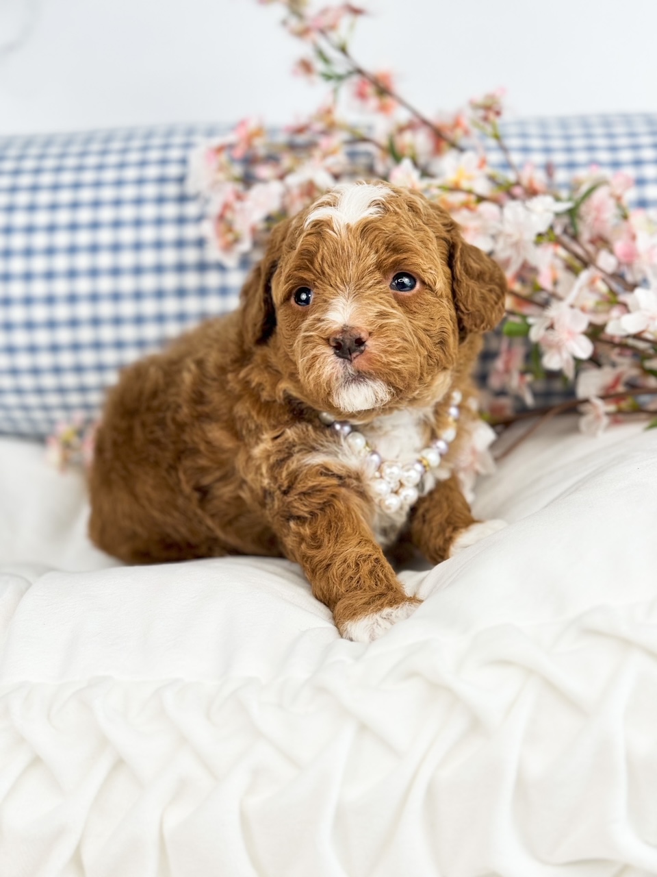 hypoallergenic female cavadoodle with white markings