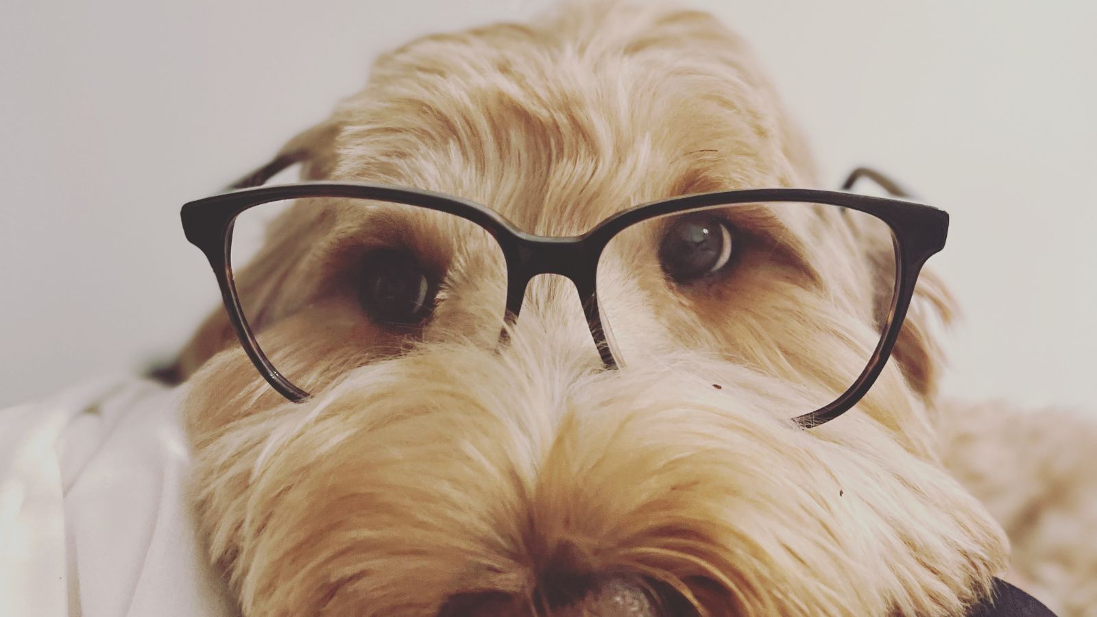 Puppy using eyeglasses.