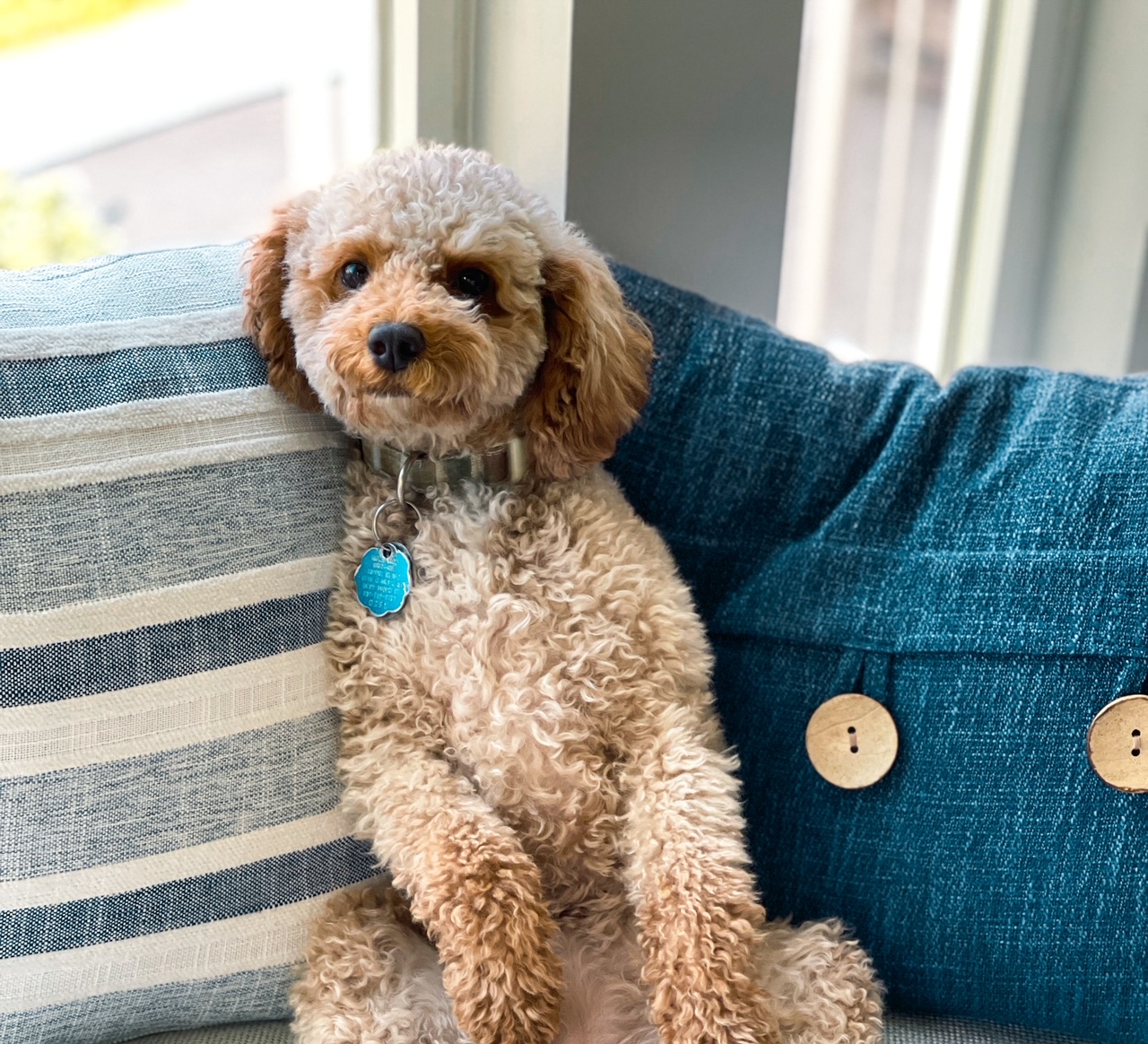 maggie the teddy bear goldendoodle mama