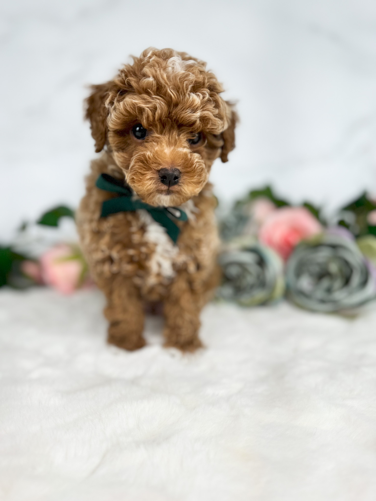tiny male teddy bear goldendoodle