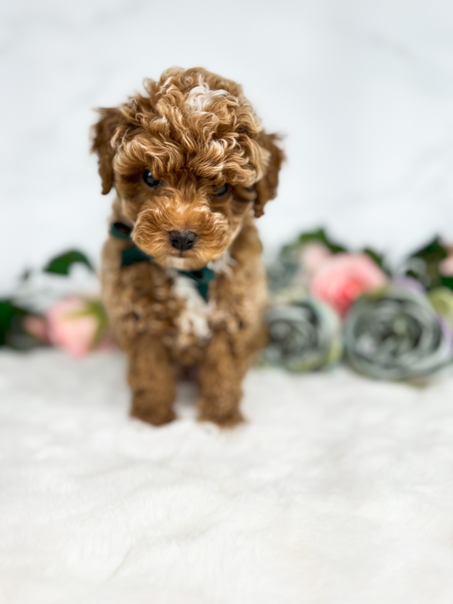 small male curly goldendoodle