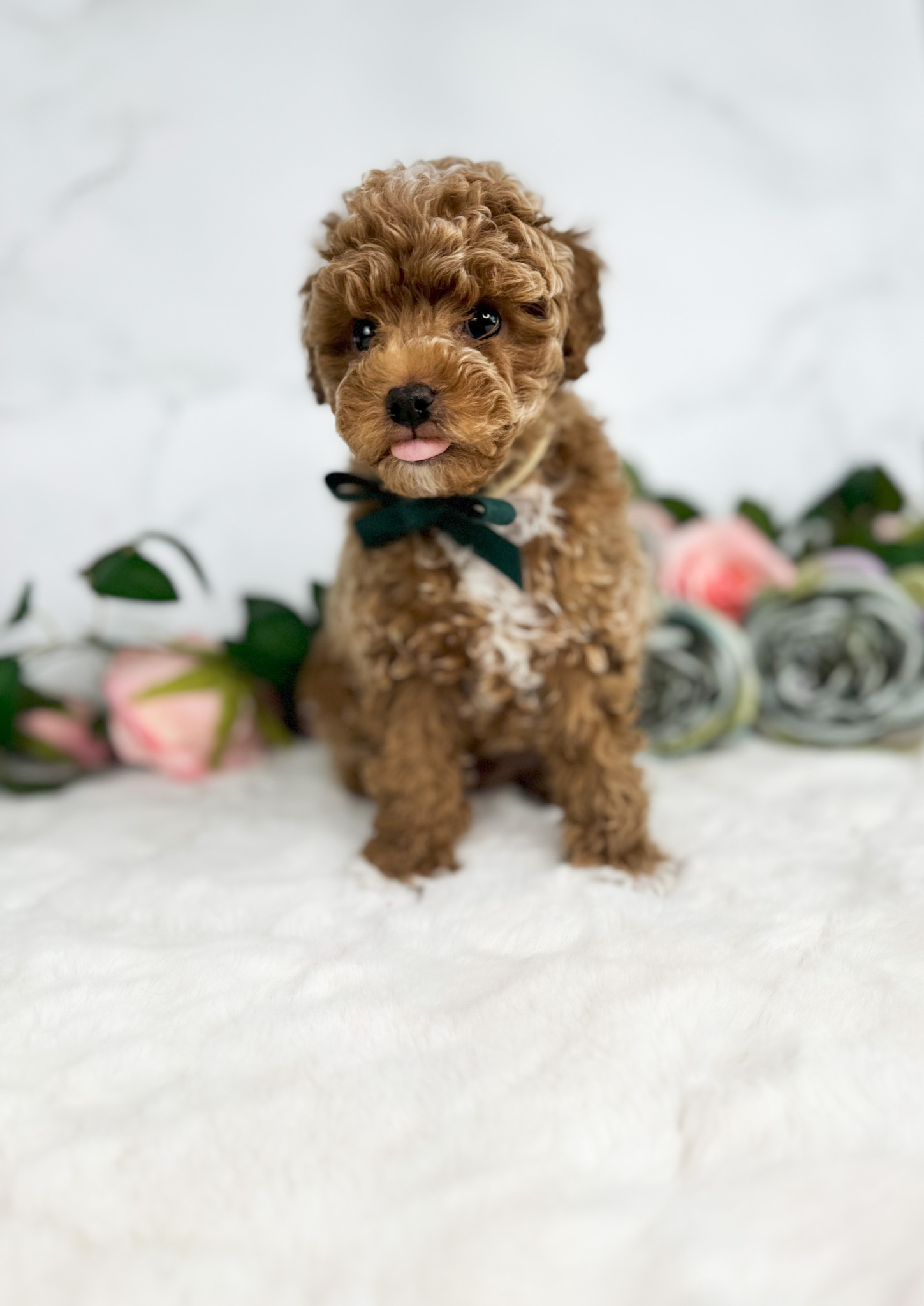 cute male goldendoodle sticking out his tongue