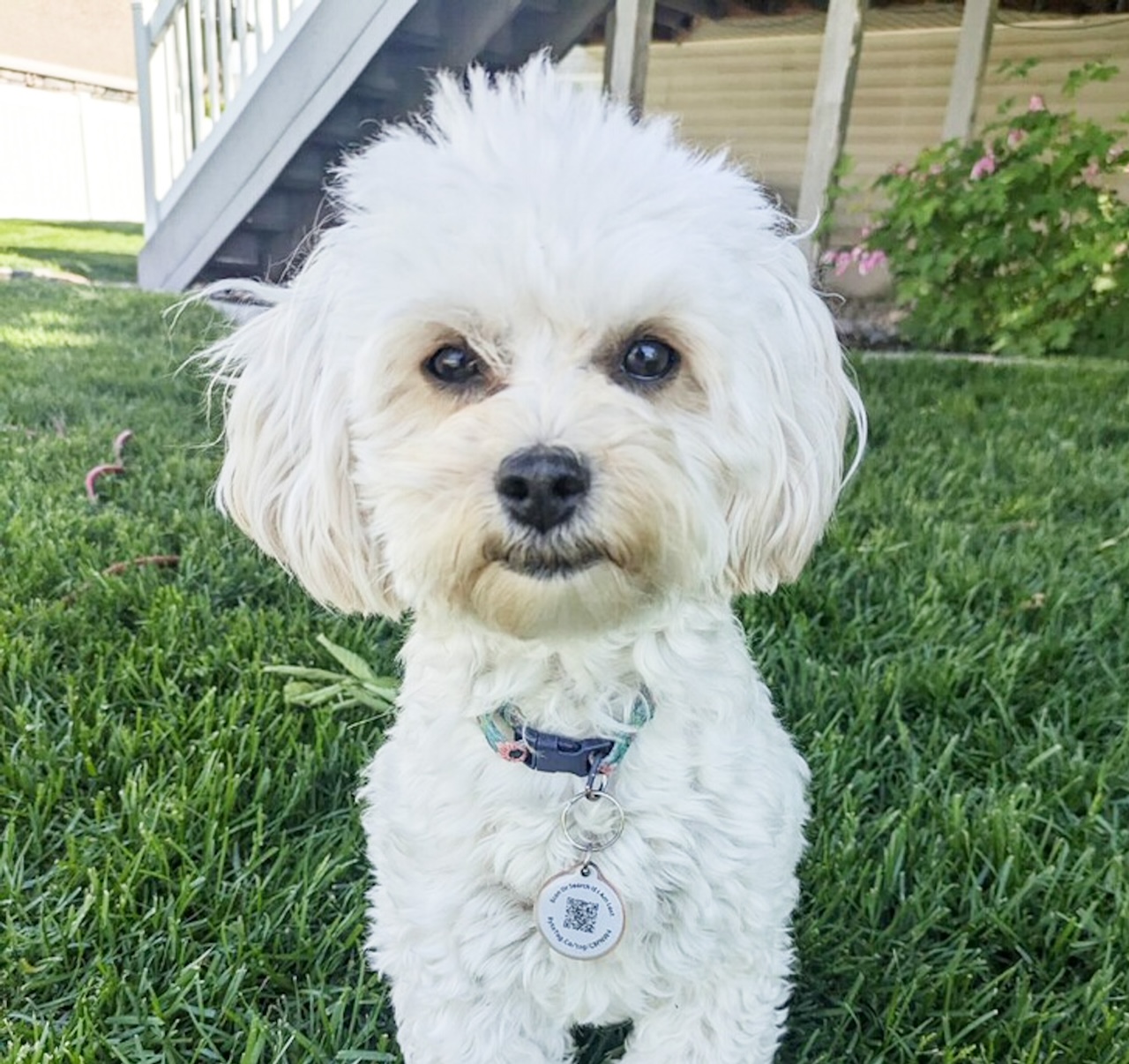 mabel is a mama Maltipoo with puppies available now