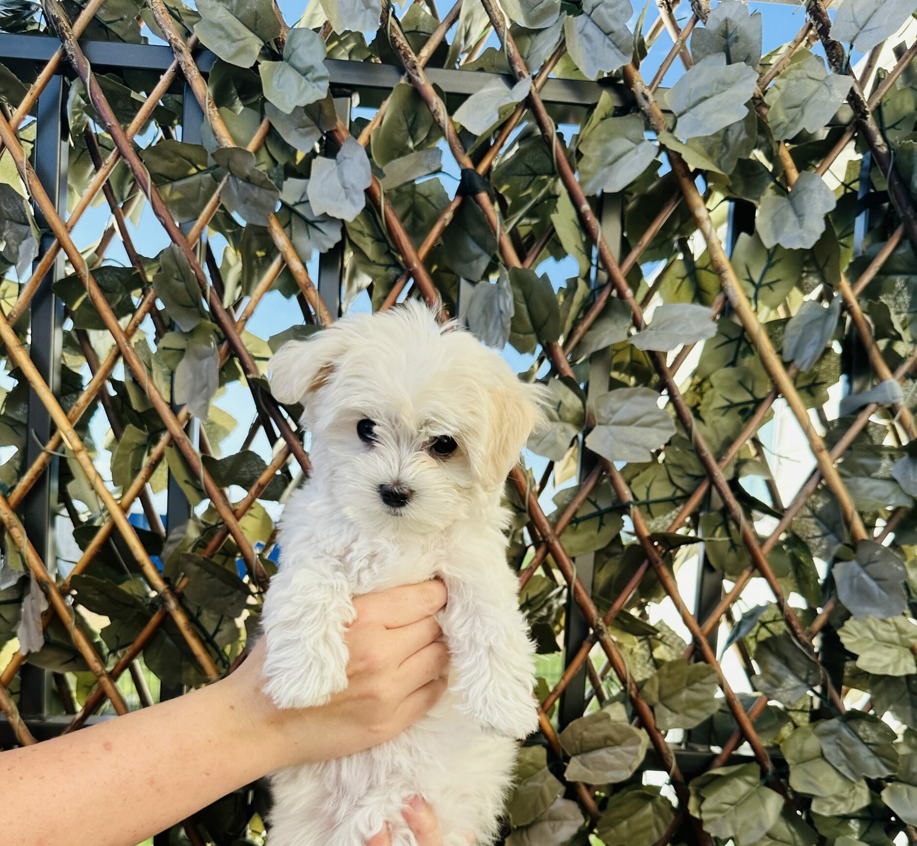 winnie the tiny maltese female